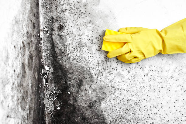 Best Attic Mold Removal  in Ben Avon, SC