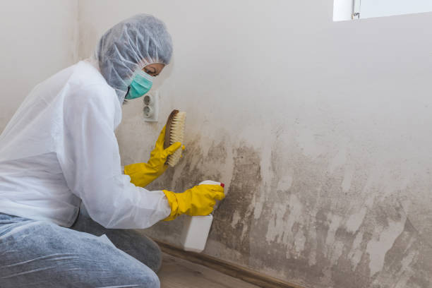 Attic Mold Removal in Ben Avon, SC