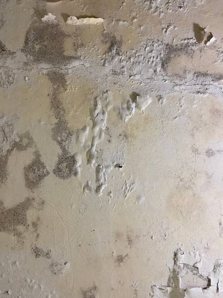 Best Mold Cleaning Services  in Ben Avon, SC