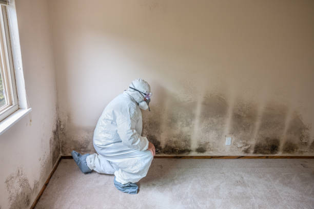 Best Attic Mold Removal  in Ben Avon, SC