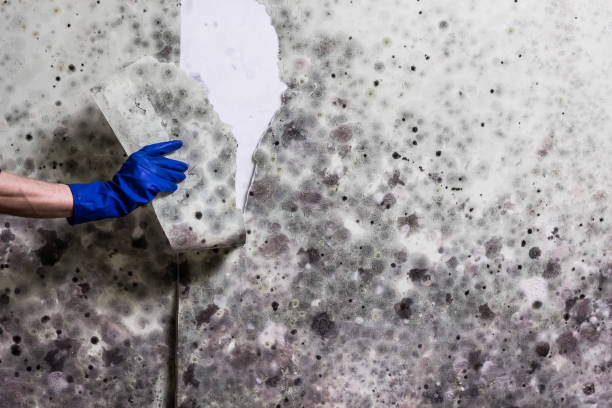 Best Same-Day Mold Removal  in Ben Avon, SC