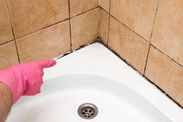 Best Fast Mold Removal  in Ben Avon, SC
